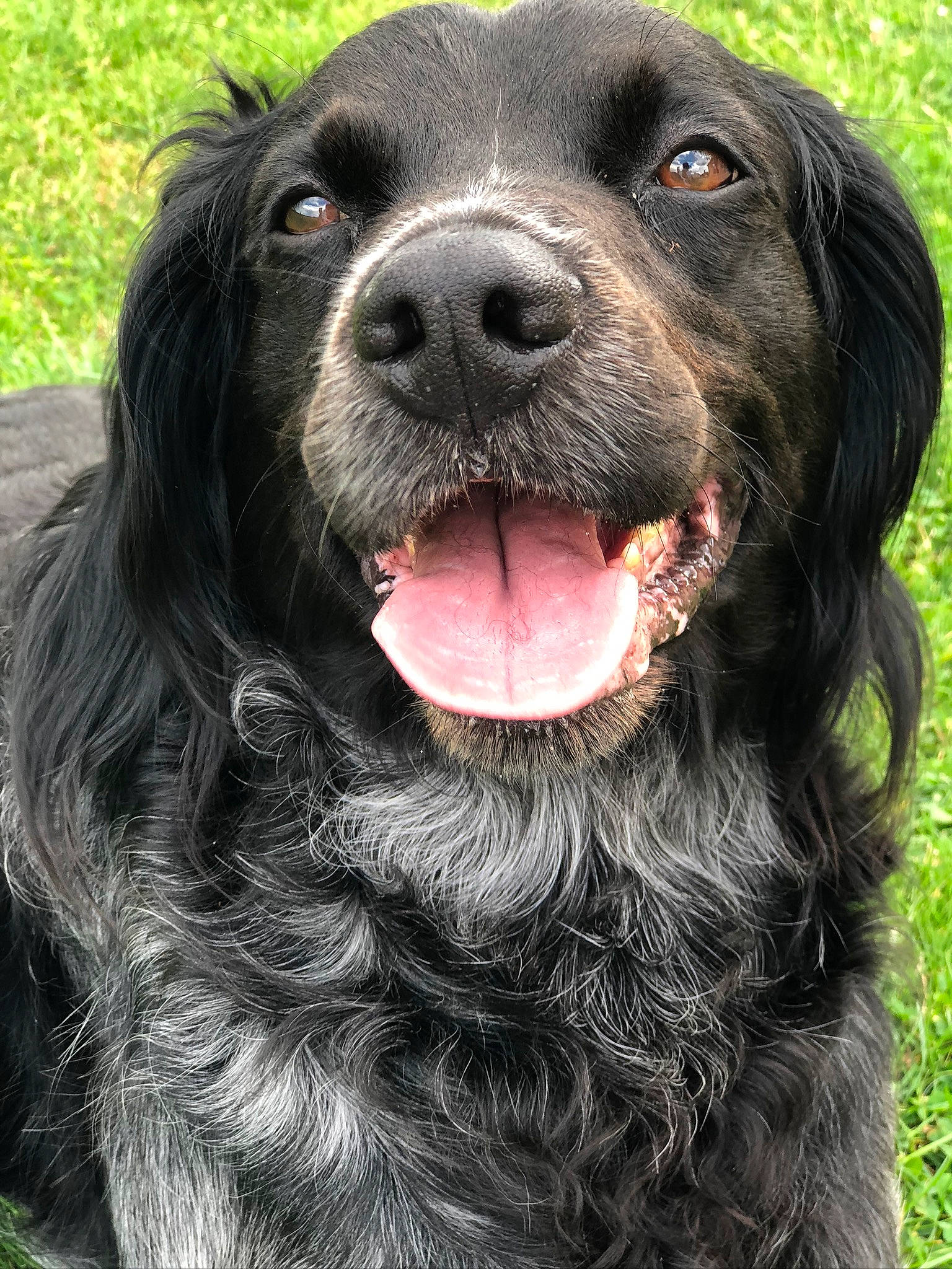 Heaven a rejoint le concours — aidez-le/la à gagner de superbes lots ! blue_picardy_spaniel, boykin_spaniel, canidae, carnivore, dog, dog_breed, french_spaniel, german_longhaired_pointer, german_spaniel, hunting_dog, large_munsterlander, mammal, picardy_spaniel, rare_breed_dog, russian_spaniel, snout, spaniel, sporting_group, sussex_spaniel, vertebrate