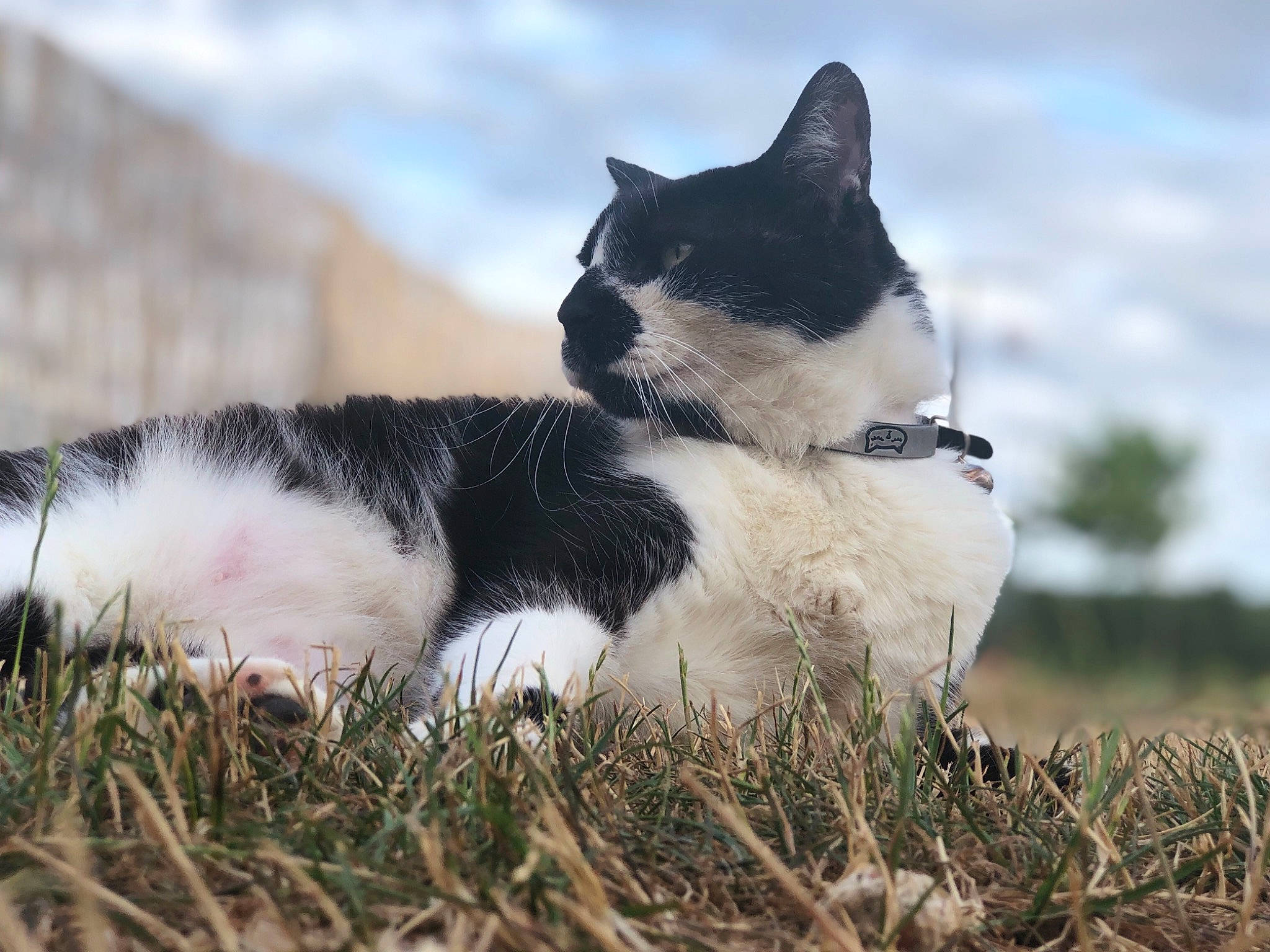 Gribouille a rejoint le concours — aidez-le/la à gagner de superbes lots ! aegean_cat, american_wirehair, carnivore, cat, domestic_short_haired_cat, eye, felidae, fur, grass, kitten, photography, plant, sky, small_to_medium_sized_cats, snout, tail, tree, whiskers, wildlife