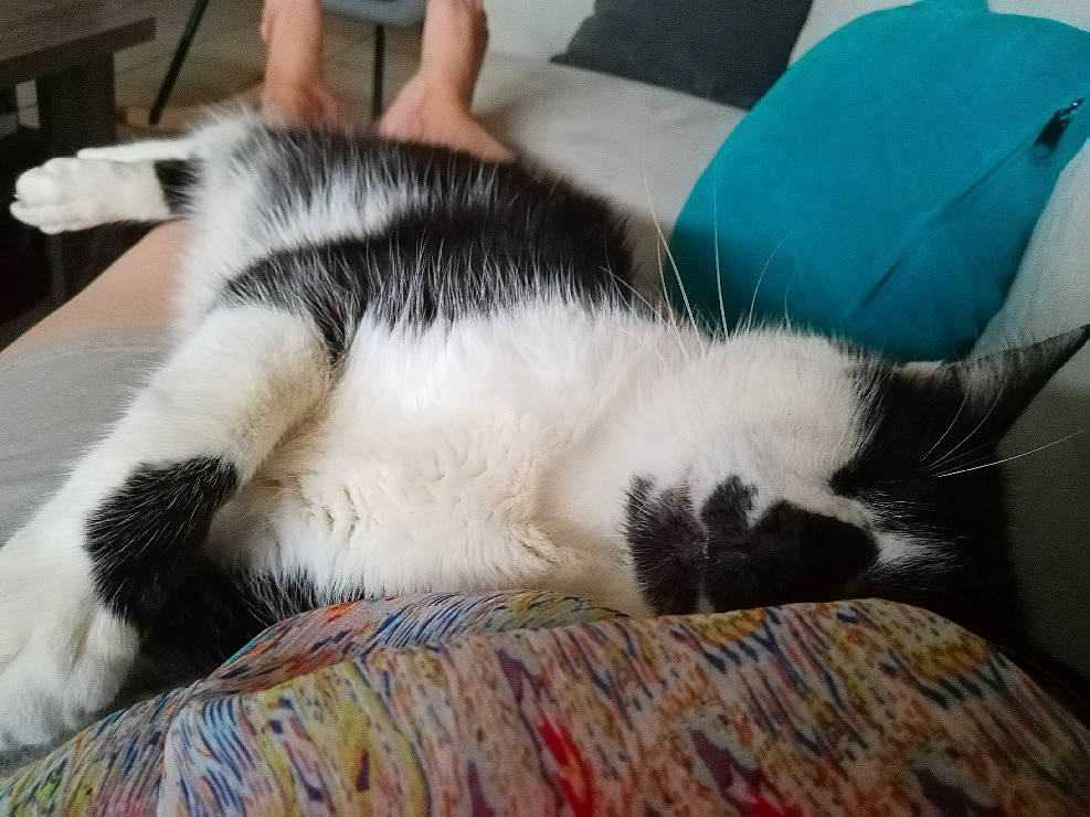 Gribouille a rejoint le concours — aidez-le/la à gagner de superbes lots ! canidae, carnivore, cat, ear, felidae, fur, nap, paw, sky, sleep, small_to_medium_sized_cats, tail, whiskers