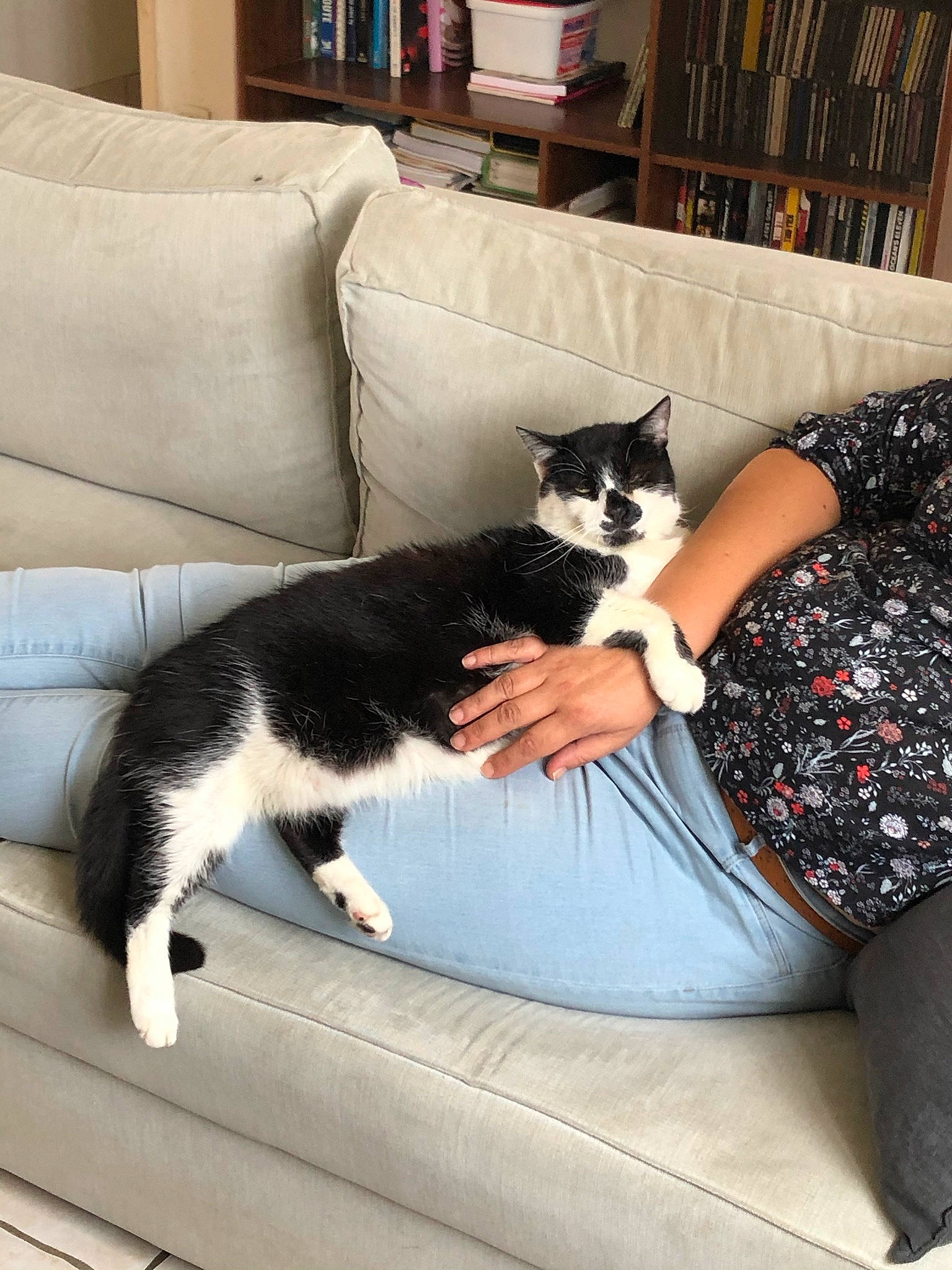 Gribouille a rejoint le concours — aidez-le/la à gagner de superbes lots ! black_and_white, canidae, carnivore, cat, couch, domestic_short_haired_cat, felidae, fur, furniture, kitten, mammal, polydactyl_cat, small_to_medium_sized_cats, tail, whiskers