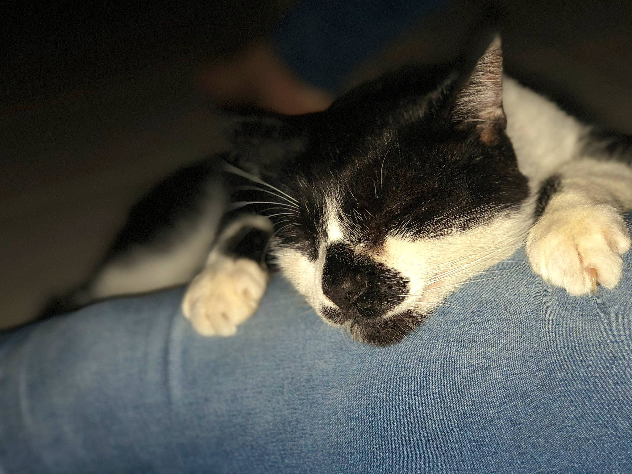 Gribouille participe au concours pour gagner de l'argent avec cette photo : american_wirehair, black_and_white, carnivore, cat, domestic_short_haired_cat, ear, european_shorthair, eye, felidae, fur, kitten, nap, nose, paw, polydactyl_cat, sky, sleep, small_to_medium_sized_cats, snout, whiskers