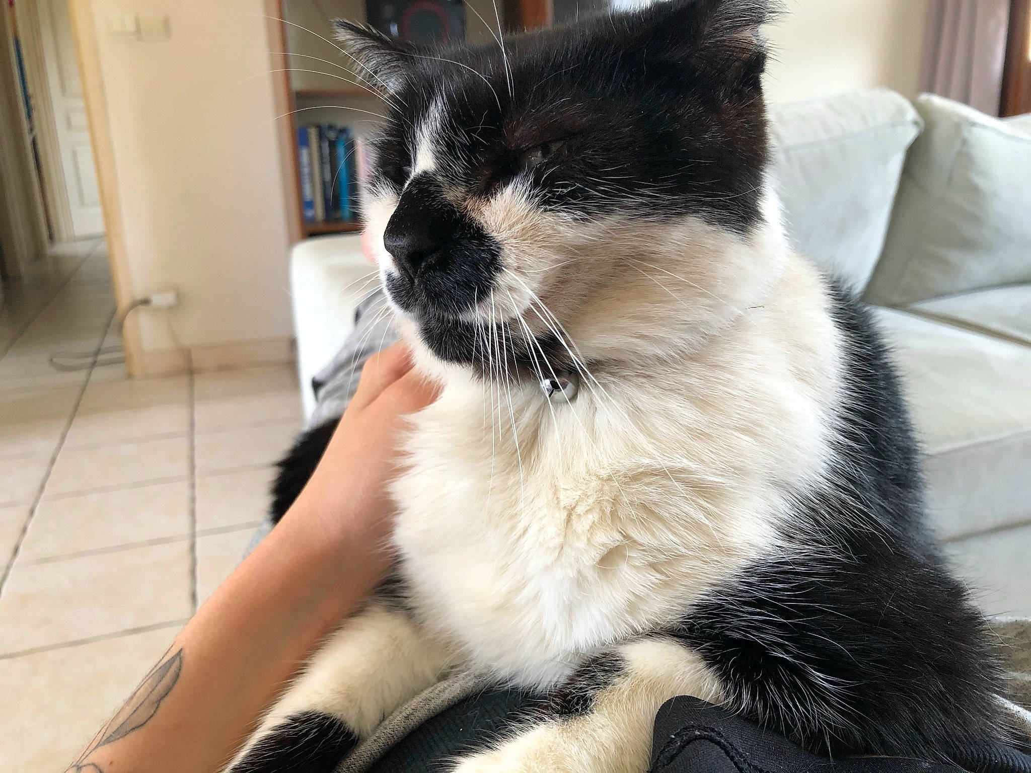 Gribouille a rejoint le concours — aidez-le/la à gagner de superbes lots ! asian, balinese, carnivore, cat, claw, domestic_long_haired_cat, domestic_short_haired_cat, ear, eye, felidae, fur, kitten, mammal, paw, polydactyl_cat, small_to_medium_sized_cats, snout, snowshoe, tail, whiskers