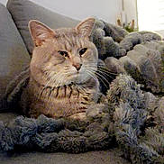 Chaton participe au concours pour gagner de l'argent avec cette photo : cat, feline, pet, animal, cozy, blanket, couch, soft, fur, indoor, relaxed, resting, whiskers, ears, comfort, home, fluffy, mammal, cute, domestic