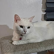 Lilly joined the competition — help win amazing prizes! cat, white_cat, pet, indoor, feline, collar, bell, relaxed, perch, fur, animal, paw, whiskers, ears, looking_away, domestic_cat, mammal, resting, quiet, household