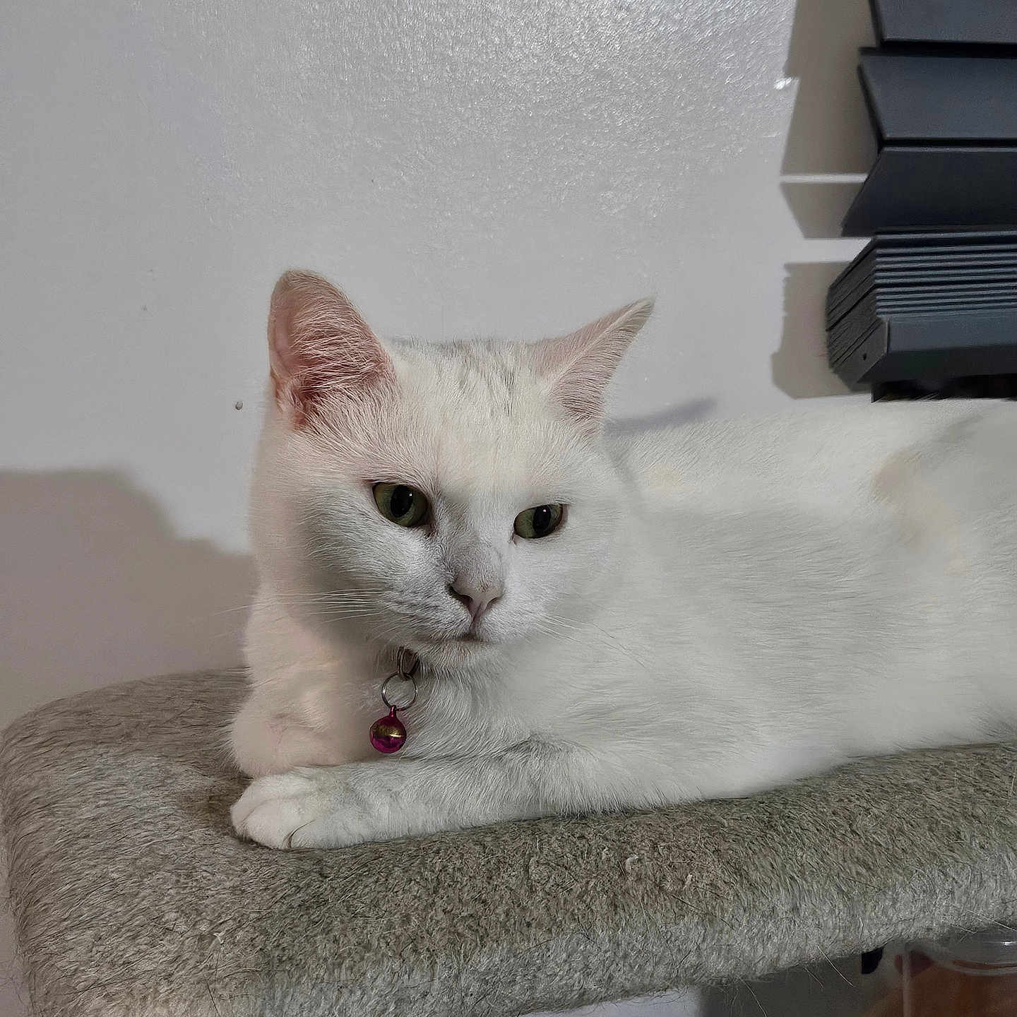 Lilly joined the competition — help win amazing prizes! animal, bell, cat, collar, domestic_cat, ears, feline, fur, household, indoor, looking_away, mammal, paw, perch, pet, quiet, relaxed, resting, whiskers, white_cat