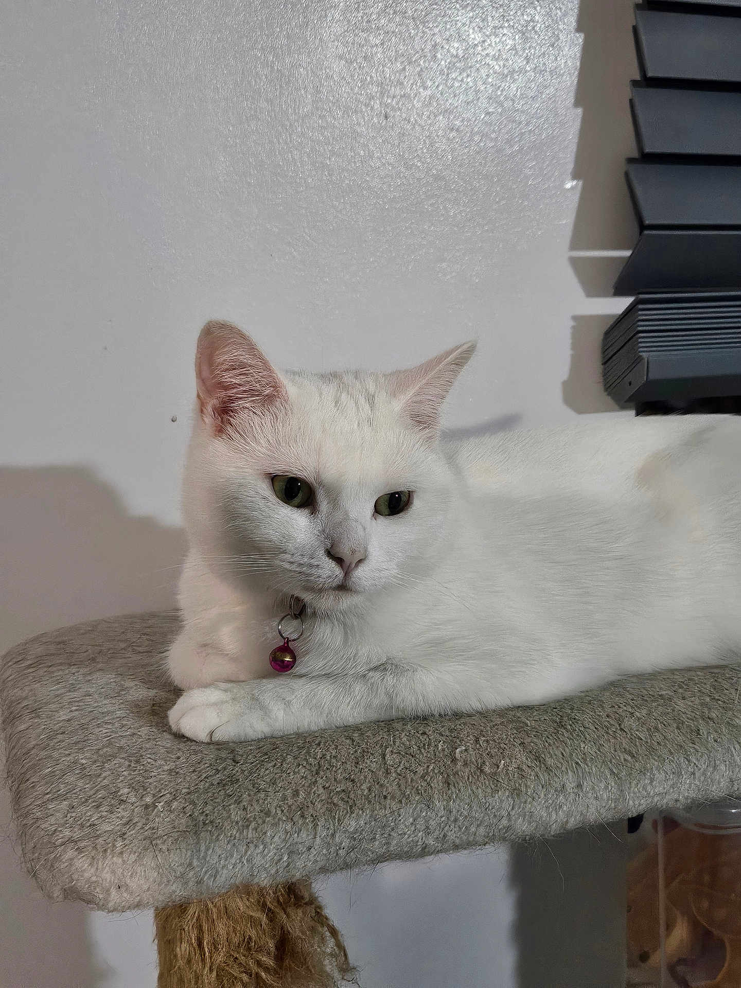 Lilly joined the competition — help win amazing prizes! cat, white_cat, pet, indoor, feline, collar, bell, relaxed, perch, fur, animal, paw, whiskers, ears, looking_away, domestic_cat, mammal, resting, quiet, household