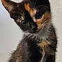 kitten, cat, tortoiseshell, pet, fur, whiskers, ears, cute, young, animal, indoor, curious, sitting, closeup, portrait, feline, soft, domestic, paw, face