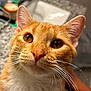 cat, orange_tabby, close_up, whiskers, curious, pet, feline, animal, indoor, portrait, fur, ears, eyes, nose, cute, domestic_cat, face, closeup, looking, soft_light