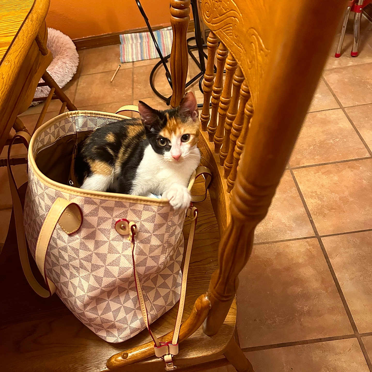 Princess Mia is registered to the contest to win money with this photo: accessories, animal, architecture, bag, basket, bed, building, canine, cat, cradle, dog, dogbed, furniture, handbag, hardwood, indoors, kitten, manx, pet, wood