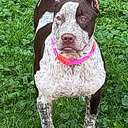 Piper is registered to the contest to win money with this photo: alert, animal, black_and_white, brown_and_white, canine, dog, front_view, full_body, garden, grass, lawn, natural_background, outdoor, pet, photography, pink_collar, portrait, short_hair, speckled_coat, standing
