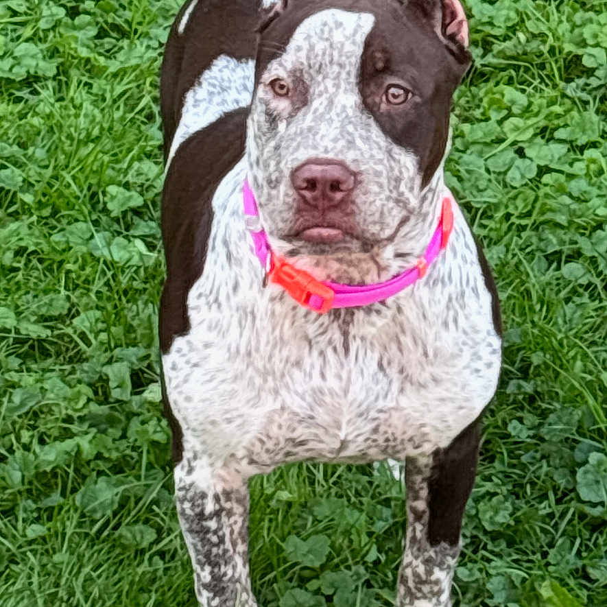 Piper