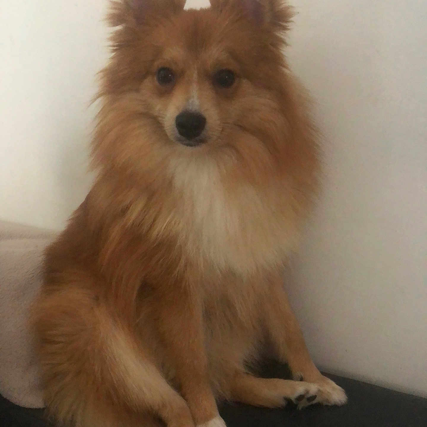 Roucky a rejoint le concours — aidez-le/la à gagner de superbes lots ! dog, fluffy, brown, white_chest, sitting, pet, animal, indoor, calm, fur, ears, tail, paw, portrait, cute, canine, companion, domestic, alert, facing_camera