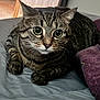 Curtis is registered to the contest to win money with this photo: cat, tabby, pet, animal, indoor, bed, blanket, feline, whiskers, paws, fur, curious, wide_eyes, close_up, sleeping_area, cozy, domestic, resting, cute, laying_down