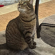 Curtis is registered to the contest to win money with this photo: cat, tabby, indoor, curious, sitting, rug, patterned_rug, glass_table, furniture, domestic_cat, pet, animal, whiskers, ears, floor, looking_up, cozy, home, feline, alert