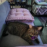 Limona is registered to the contest to win money with this photo: animal, cat, comfortable, couch, cozy, cushion, cute, decor, domestic_cat, floor, furniture, home, indoor, living_room, pet, relaxing, resting, soft_furnishing, striped, tabby_cat