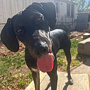 Major joined the competition — help win amazing prizes! animal, backyard, black_dog, canine, close_up, curious, daytime, dog, ears, fence, grass, house, outdoor, pet, playful, shadow, sunlight, sunny, tongue, tongue_out