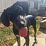 animal, backyard, black_dog, canine, close_up, curious, daytime, dog, ears, fence, grass, house, outdoor, pet, playful, shadow, sunlight, sunny, tongue, tongue_out