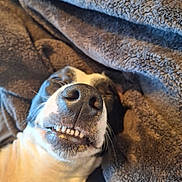 Queenie is registered to the contest to win money with this photo: dog, nose, teeth, close_up, blanket, cozy, sleeping, pet, animal, whiskers, fur, black_and_white, snout, relaxed, cute, indoors, texture, soft, resting, expression