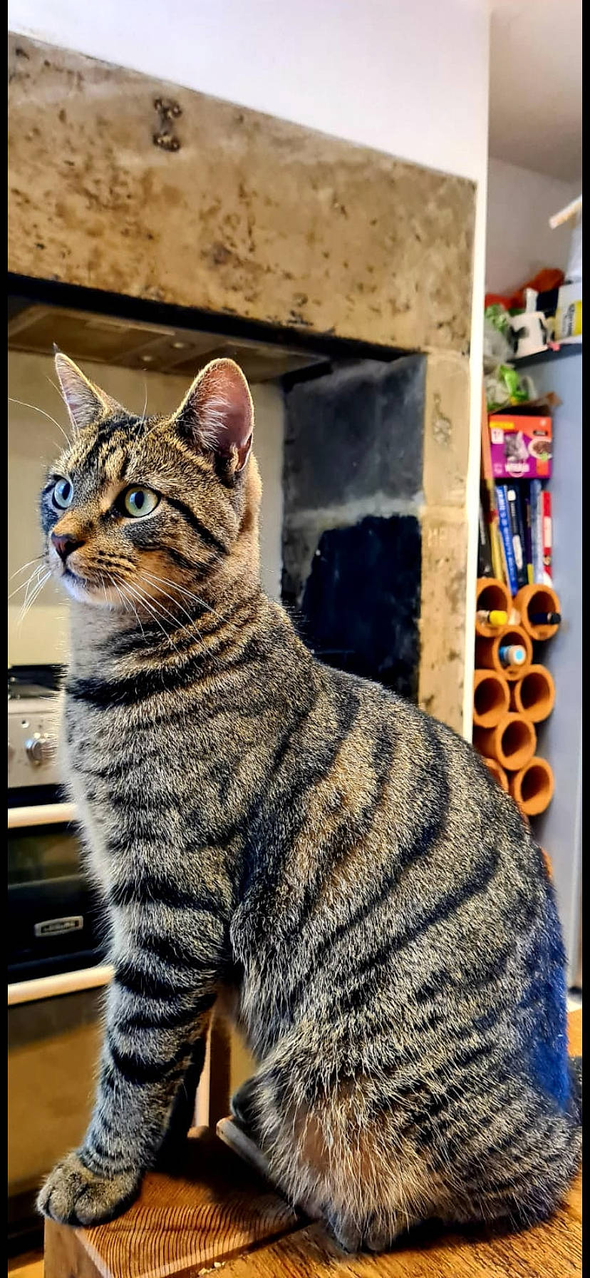 Jeremy is registered to the contest to win money with this photo: art, carnivore, cat, domestic_short_haired_cat, felidae, fur, pattern, paw, rectangle, shelf, shelving, sitting, small_to_medium_sized_cats, snout, tail, terrestrial_animal, visual_arts, whiskers, wildlife