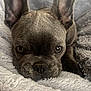 Arya a rejoint le concours — aidez-le/la à gagner de superbes lots ! animal, blanket, close_up, cozy, cute, dog, ears, expression, eyes, face, french_bulldog, fur, indoors, nose, pet, puppy, resting, sleepy, snout, soft_texture