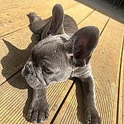 Arya participe au concours pour gagner de l'argent avec cette photo : animal, brown_wood, canine, closeup, cute, daylight, dog, ears, french_bulldog, fur, laying_down, outdoor, paw, pet, puppy, relaxing, shadow, sunlight, wooden_deck, young