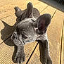 animal, brown_wood, canine, closeup, cute, daylight, dog, ears, french_bulldog, fur, laying_down, outdoor, paw, pet, puppy, relaxing, shadow, sunlight, wooden_deck, young