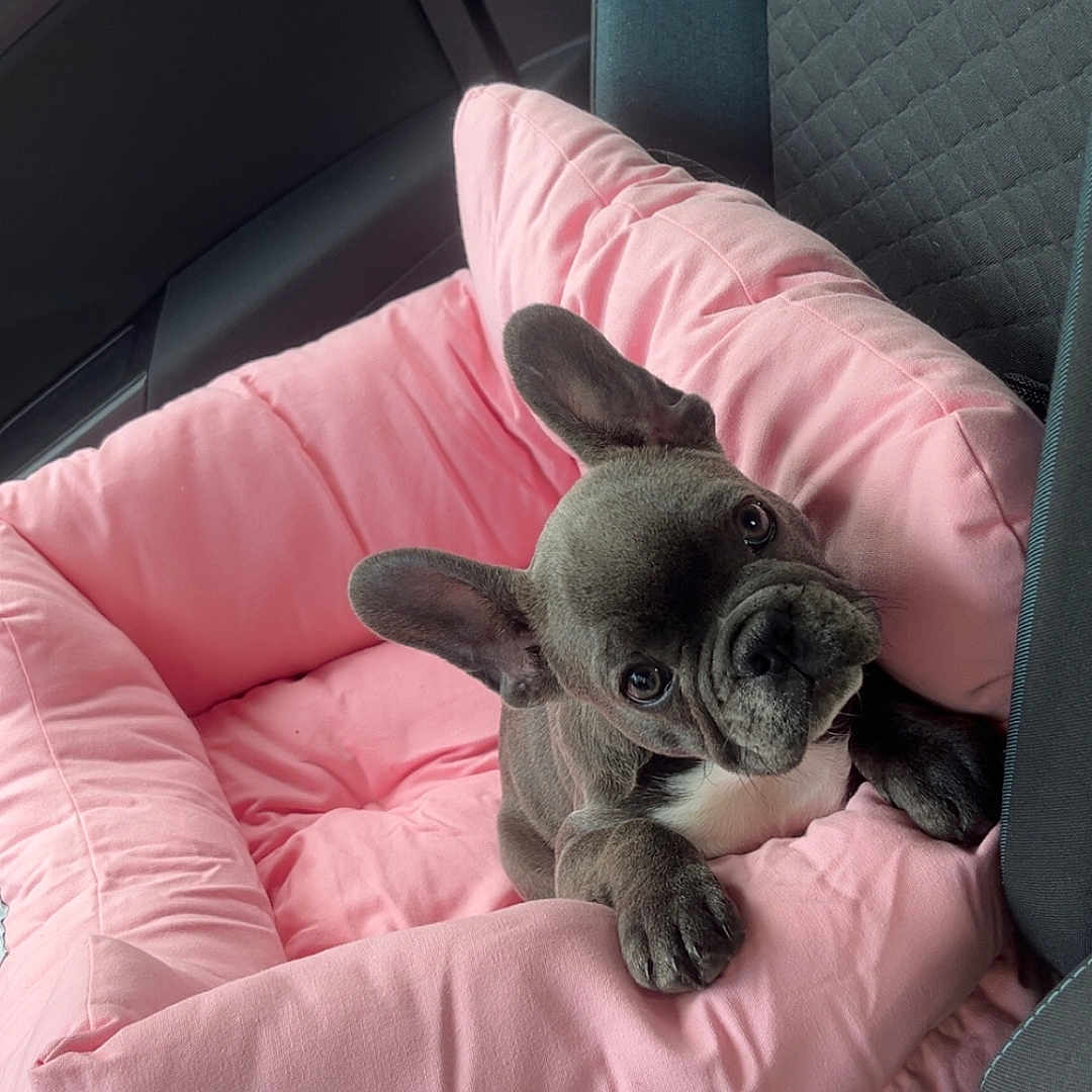 Arya participe au concours pour gagner de l'argent avec cette photo : adorable, animal, car_interior, car_seat, companion, cozy, cute, dog_bed, domestic_animal, ears, french_bulldog, looking_up, pet, pet_bed, pink, puppy, seatbelt_buckle, small_dog, soft, travel