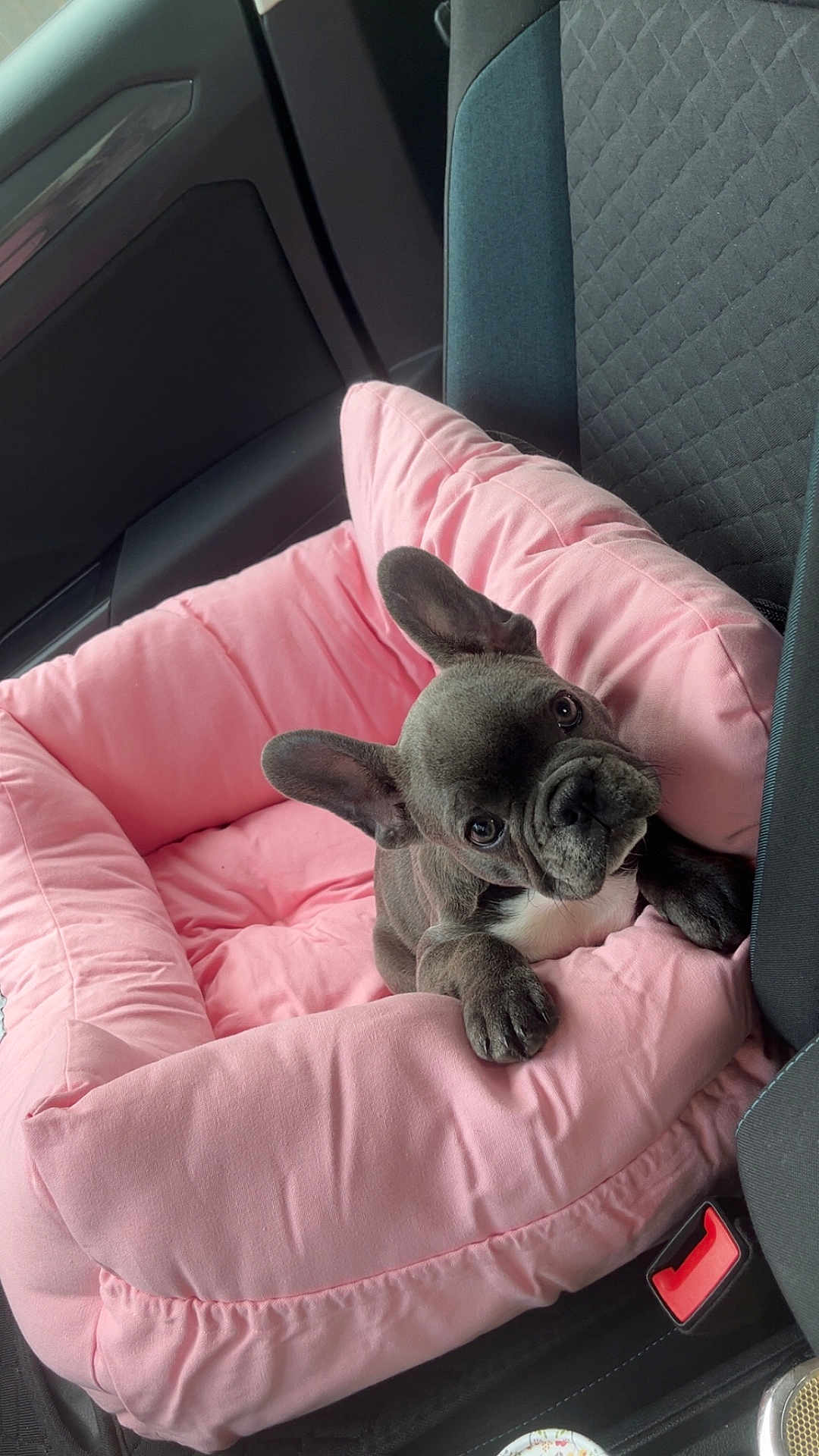Arya