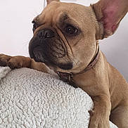 Nouchka a rejoint le concours — aidez-le/la à gagner de superbes lots ! bulldog, carnivoran, companion_dog, dog, dog_breed, dog_breed_group, dog_like_mammal, fawn, french_bulldog, non_sporting_group, old_english_bulldog, olde_english_bulldogge, snout, toy_bulldog