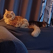 Fats joined the competition — help win amazing prizes! animal, cat, cats, couch, cozy, curtains, domestic, fluffy, fur, furniture, home, indoor, mammal, orange_cat, pet, relaxing, resting, sleeping, tabby_cat, tail