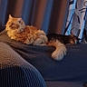 animal, cat, cats, couch, cozy, curtains, domestic, fluffy, fur, furniture, home, indoor, mammal, orange_cat, pet, relaxing, resting, sleeping, tabby_cat, tail