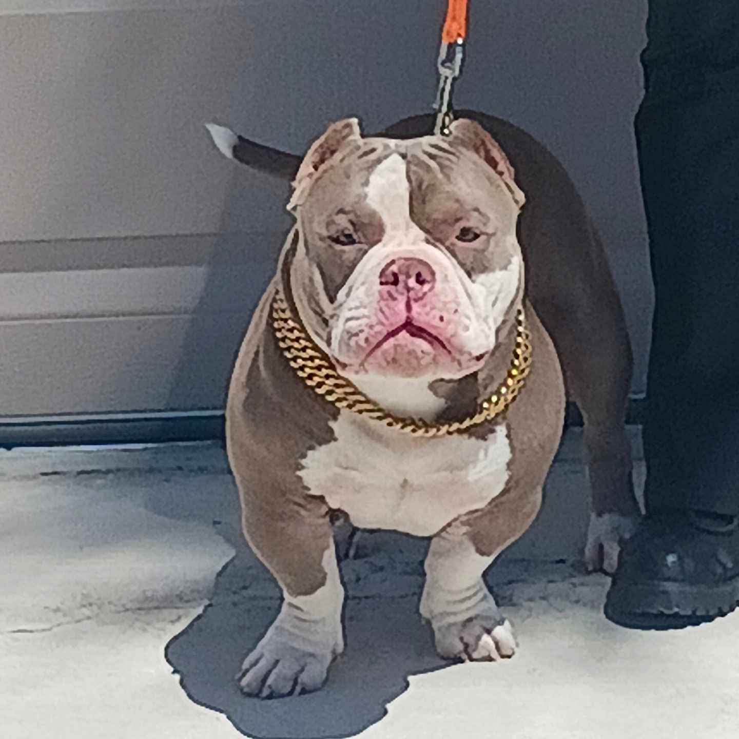Habibi is registered to the contest to win money with this photo: accessories, adult, animal, bostonbull, boxer, bulldog, canine, clothing, dog, footwear, frenchbulldog, leash, male, man, person, pet, pitbull, puppy, shoe, snout