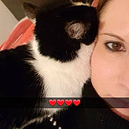 Lya a rejoint le concours — aidez-le/la à gagner de superbes lots ! black_hair, carnivore, cat, ear, eye, felidae, fur, kitten, neck, small_to_medium_sized_cats, snout, whiskers