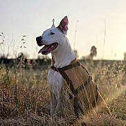 Over participe au concours pour gagner de l'argent avec cette photo : dog, canine, animal, outdoor, field, grass, sunlight, harness, pet, nature, sitting, happy, ears_up, tongue_out, golden_hour, brown, white, open_mouth, sunset, rural