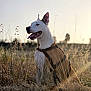 dog, canine, animal, outdoor, field, grass, sunlight, harness, pet, nature, sitting, happy, ears_up, tongue_out, golden_hour, brown, white, open_mouth, sunset, rural