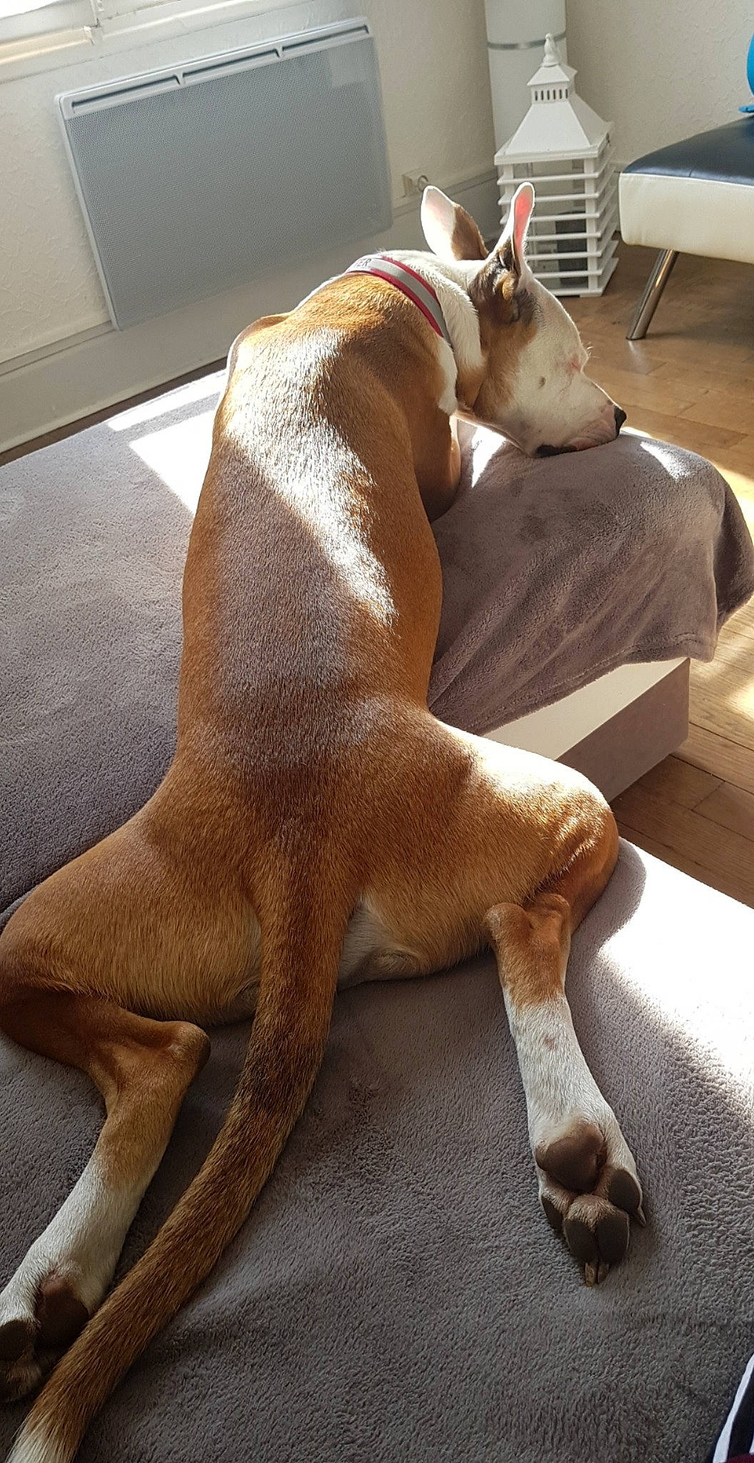 Over participe au concours pour gagner de l'argent avec cette photo : canidae, carnivore, dog, dog_breed, fawn, ibizan_hound, liver, mammal, snout, sporting_group, tail, vertebrate