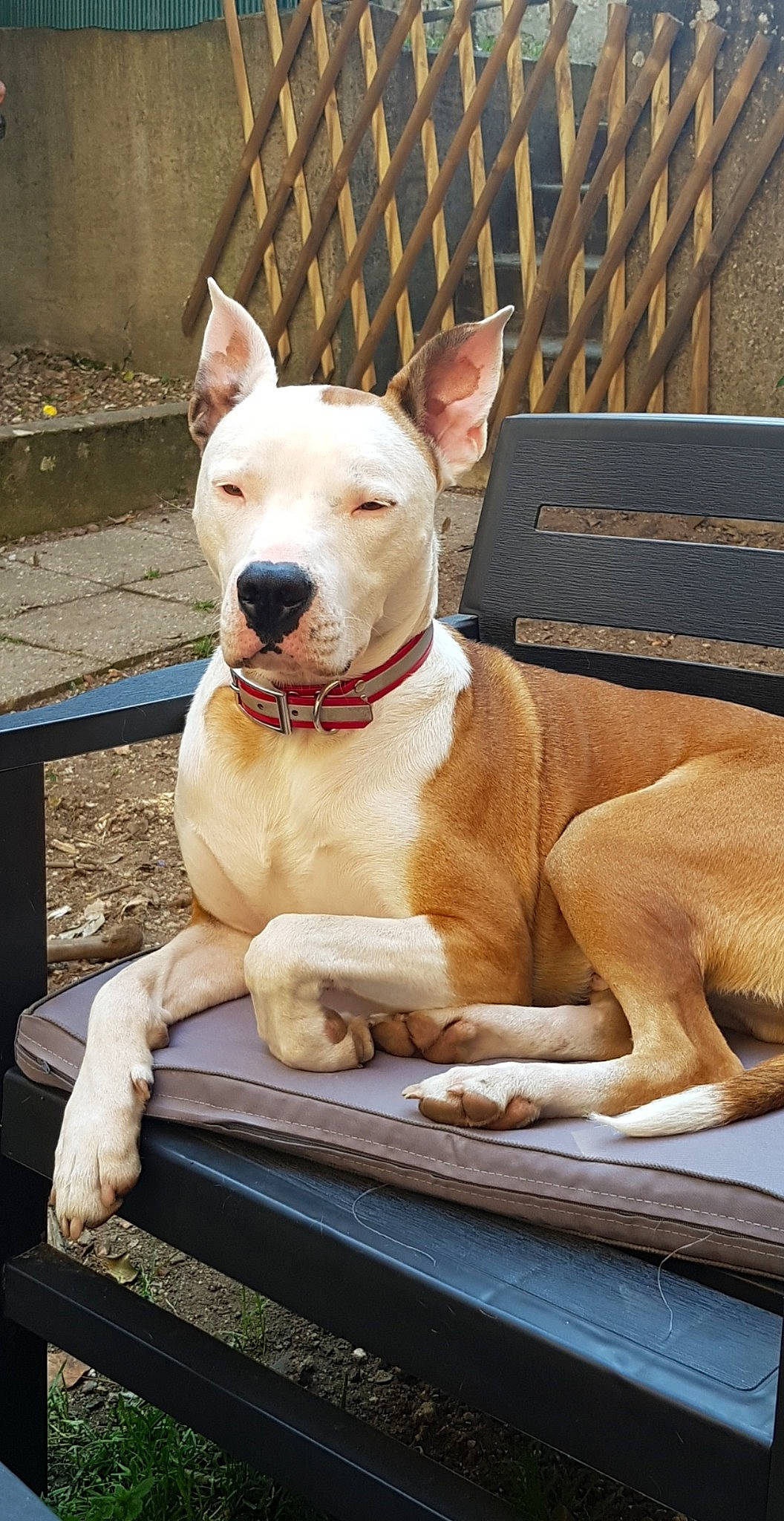 Over participe au concours pour gagner de l'argent avec cette photo : american_pit_bull_terrier, american_staffordshire_terrier, ancient_dog_breeds, bull_and_terrier, bull_terrier, bull_terrier_miniature, canidae, carnivore, cordoba_fighting_dog, dog, dog_breed, dogo_argentino, english_white_terrier, fawn, gull_terr, mammal, non_sporting_group, old_english_terrier, snout, vertebrate