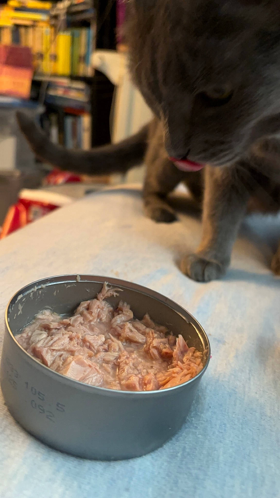 Atlas joined the competition — help win amazing prizes! animal_feed, bowl, carnivore, cat, cat_food, comfort_food, cooking, cuisine, dish, domestic_short_haired_cat, felidae, food, ingredient, mixing_bowl, pet_supply, plate, recipe, small_to_medium_sized_cats, tableware, whiskers