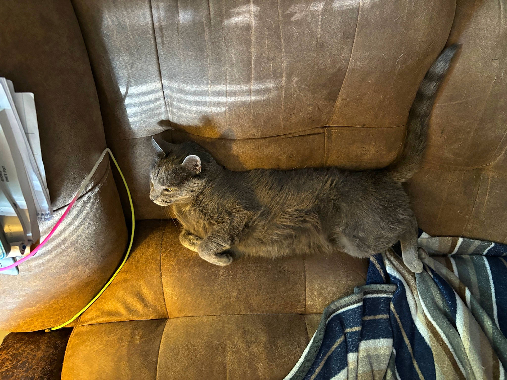 Atlas is registered to the contest to win money with this photo: auto_part, automotive_tire, carnivore, cat, comfort, domestic_short_haired_cat, felidae, fur, grey, metal, small_to_medium_sized_cats, tail, vehicle_door, whiskers, window, wood