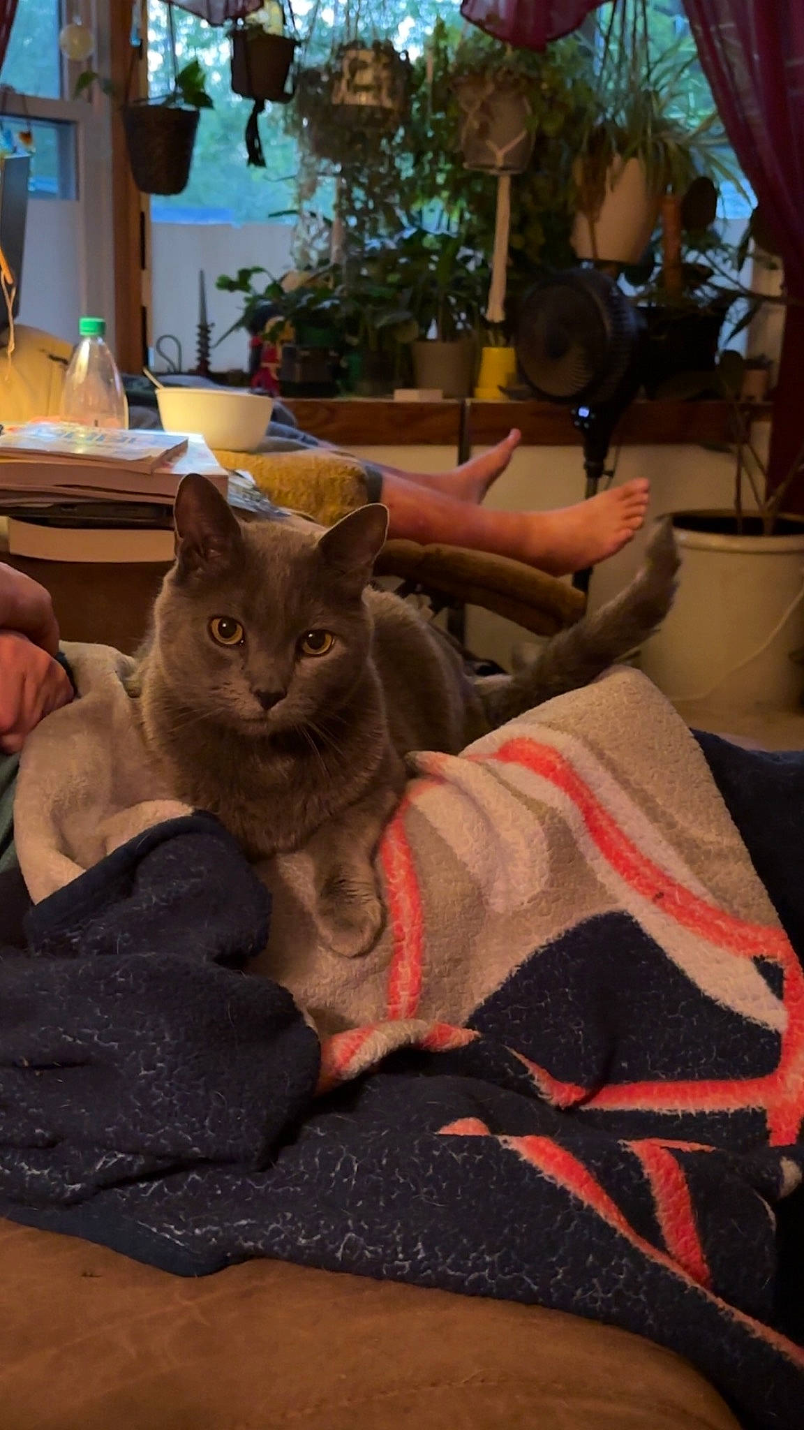 Atlas joined the competition — help win amazing prizes! black_cat, canidae, carnivore, cat, comfort, domestic_short_haired_cat, fawn, felidae, flowerpot, fur, houseplant, plant, sitting, small_to_medium_sized_cats, table, tail, tree, vertebrate, whiskers, wood