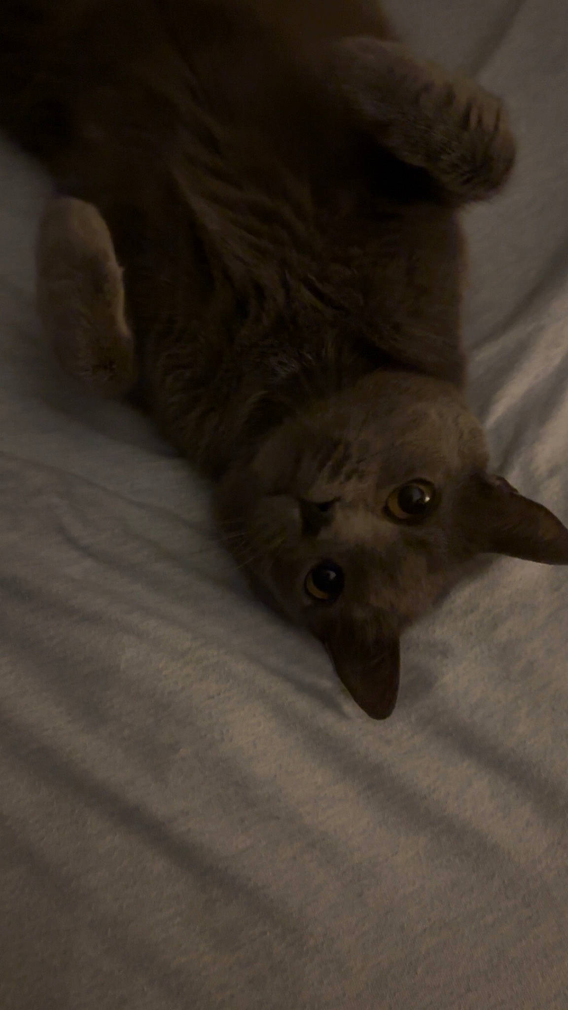 Atlas joined the competition — help win amazing prizes! canidae, carnivore, claw, comfort, dog_breed, domestic_short_haired_cat, fawn, felidae, foot, fur, gesture, grey, paw, small_to_medium_sized_cats, snout, sporting_group, terrestrial_animal, whiskers, wildlife, working_animal