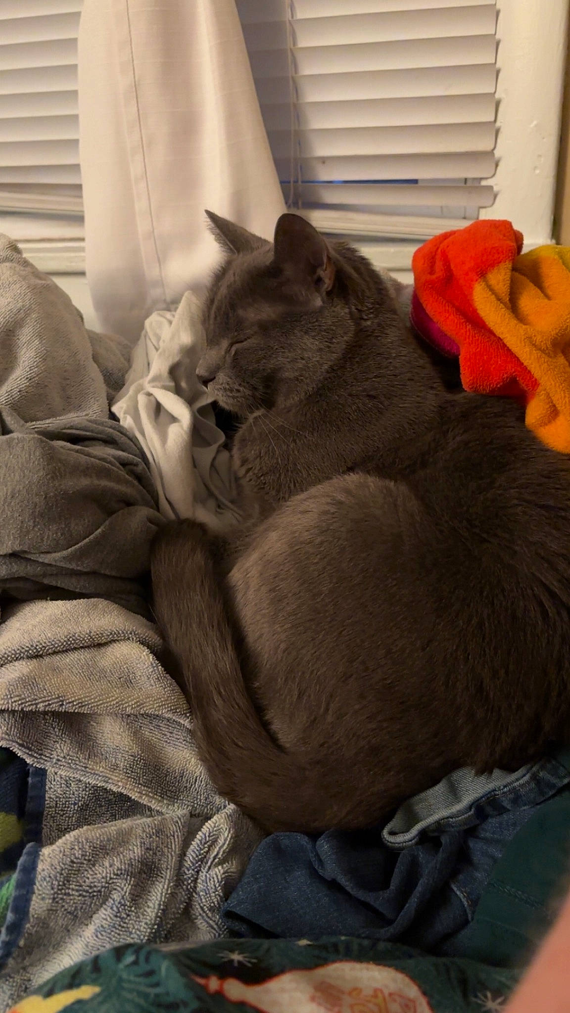 Atlas joined the competition — help win amazing prizes! black_cat, canidae, carnivore, cat, comfort, dog_breed, domestic_short_haired_cat, felidae, fur, grey, linens, nap, paw, russian_blue, sleep, small_to_medium_sized_cats, snout, sporting_group, tail, whiskers