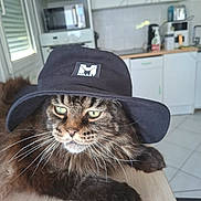 Simba participe au concours pour gagner de l'argent avec cette photo : cat, long_hair, fluffy, tabby, brown, black, green_eyes, hat, cowboy_hat, portrait, whiskers, paw, sitting, table, kitchen, indoors, pet, serious_expression, animal, photography