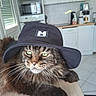 cat, long_hair, fluffy, tabby, brown, black, green_eyes, hat, cowboy_hat, portrait, whiskers, paw, sitting, table, kitchen, indoors, pet, serious_expression, animal, photography