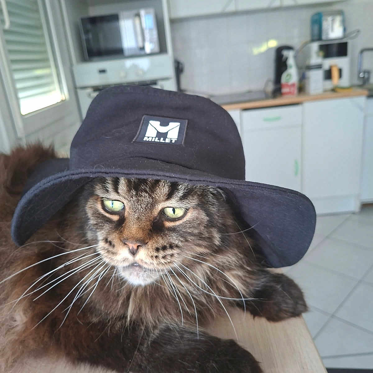 Simba participe au concours pour gagner de l'argent avec cette photo : cat, long_hair, fluffy, tabby, brown, black, green_eyes, hat, cowboy_hat, portrait, whiskers, paw, sitting, table, kitchen, indoors, pet, serious_expression, animal, photography