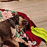 Snoop joined the competition — help win amazing prizes! dog, sleeping, chain_collar, blanket, floral_pattern, foot, sock, wooden_floor, bone, pet, indoor, resting, brown_dog, comfortable, paw, red_blanket, green_towel, relaxation, domestic, animal