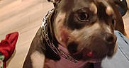 Snoop is registered to the contest to win money with this photo: dog, indoor, blur, chain_collar, floor, trash_can, person, legs, pants, red_cloth, curious, pet, animal, furniture, home, wooden_floor, closeup, brown, black, beige
