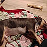 Snoop joined the competition — help win amazing prizes! dog, blanket, floor, chew_bone, collar, sleeping, pet, indoor, wooden_floor, relaxed, brown_dog, animal, resting, floral_pattern, cozy, paw, toy, domestic, canine, fur