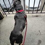 Snoop is registered to the contest to win money with this photo: dog, leash, balcony, concrete, metal_bars, car, parking_lot, black_coat, pet, outdoor, animal, waiting, view, side_view, urban, daylight, vehicle, street, collar, curious