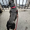 dog, leash, balcony, concrete, metal_bars, car, parking_lot, black_coat, pet, outdoor, animal, waiting, view, side_view, urban, daylight, vehicle, street, collar, curious